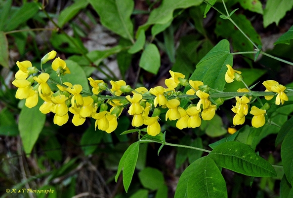 {Thermopsis fraxinifolia}